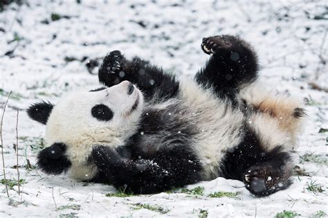 Tiergarten Schönbrunn Pandas Freuen Sich über Den Schnee Mit Video