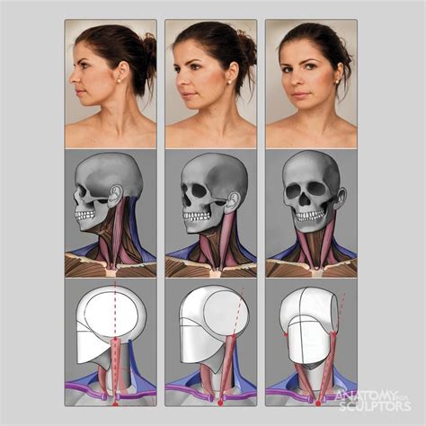 Anatoref Neck In 2019 Face Anatomy Anatomy Sketches Head Anatomy