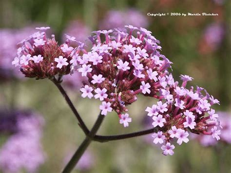 Verbena Bonariensis Purpletop Vervain California Gardens