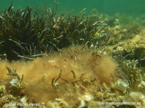 Algas En Posidonia Mediterraneo Mar Menor Mar Mayor