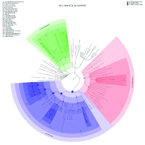 Graphical Phylogenetic Analysis Graphlan Shows Microbial Community