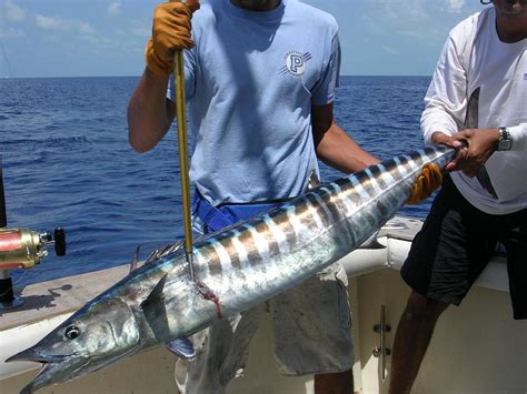 Wahoo Fishing Miami, Wahoo Fishing Charters