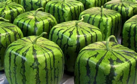 Square Watermelons How And Why