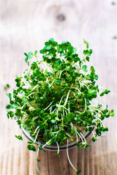 How To Grow Broccoli Sprouts The Complete Guide Harpers Nurseries