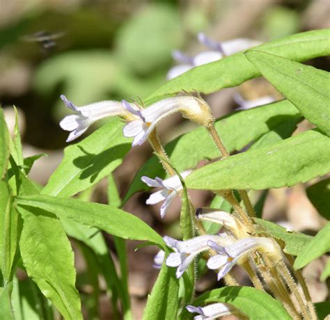 This group is for purple flowers only! What Is This Slender Pale Purple Tubular Flower with No ...