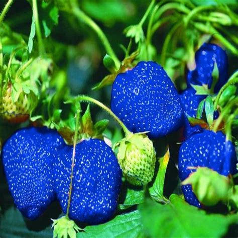 Blue Strawberry Rare Fruit Plant 100 Pcs Seeds In 2020 Fruit Plants