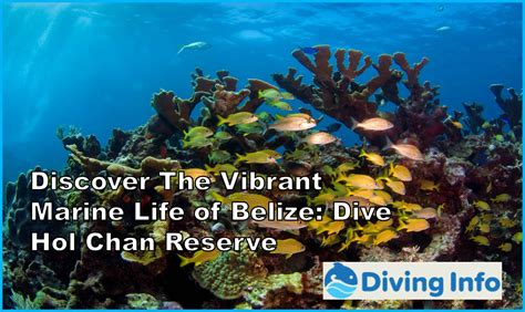 Discover The Vibrant Marine Life Of Belize Dive Hol Chan Reserve