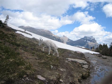 Glacier National Park | Glacier national park, National parks, Glacier national