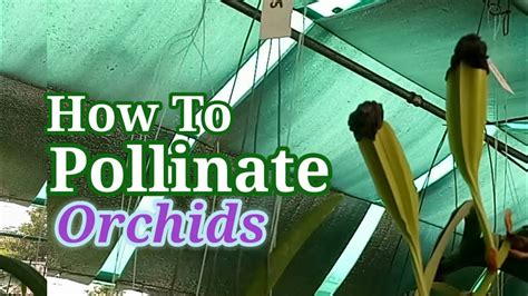 How To Pollinate Orchids Propagate Orchids Youtube