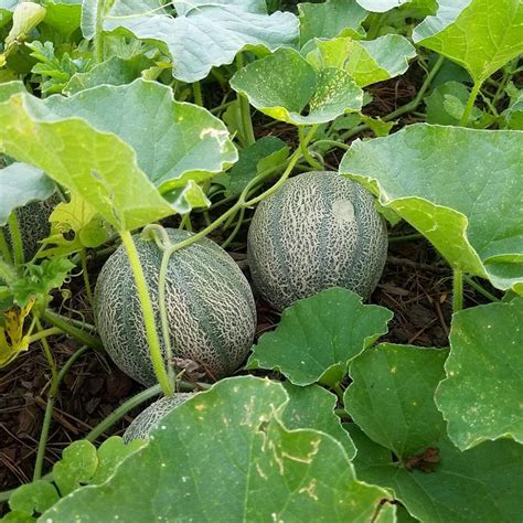 How To Tell When Melons Are Ripe And Ready To Pick The Beginners