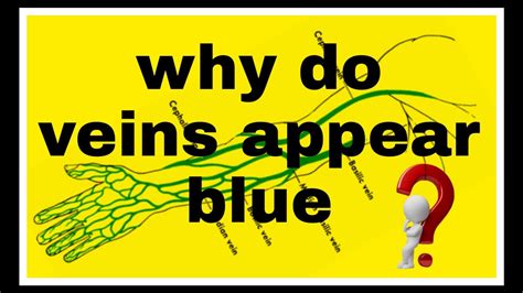 Why Do Veins Appear Blue One Minute Bites Dont Memorise Youtube