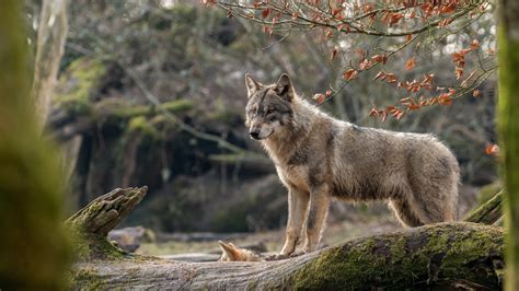 Download Wallpaper 3840x2160 Wolf Look Forest Uhd 4k