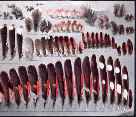 Photos Explore The Exquisite Details Of Bird Feathers Around The World