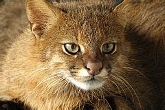 Colocolo inhabits subtropical dry forests and spiny shrublands on the altitude from 5.900 to 13.500 feet. Gato dos Pampas em Chile