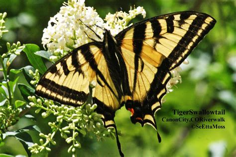 Attracting Swallowtail Butterflies To Your Yard Birds And Blooms