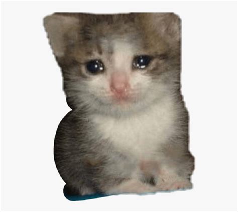 Crying Cat Meme Download At Cat