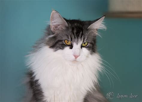 Norwegian Forest Cat Pictures And Information Cat