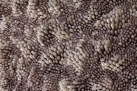 Abstract Sculptures Made With Swirls Of Seashells By Rowan Mersh