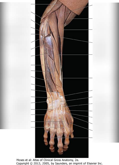 Muscles In The Posterior Compartment Of The Forearm D