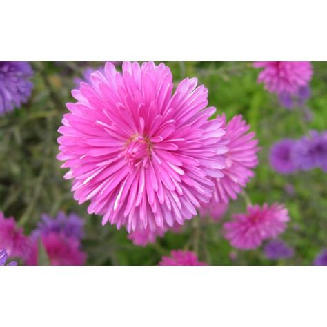 We did not find results for: Aster seeds for sale, Buy Perennial Flower Seeds at SeedArea.