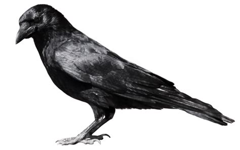 Raven Flying Png File Png Mart