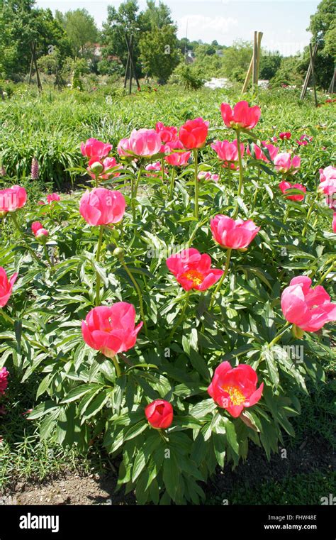 Paeonia Lactiflora Peony Stock Photo Alamy