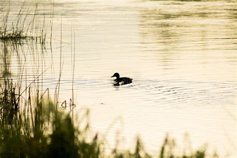 Lonely Duck Stock Photo Image Of Lake Golden Sunset 57759040