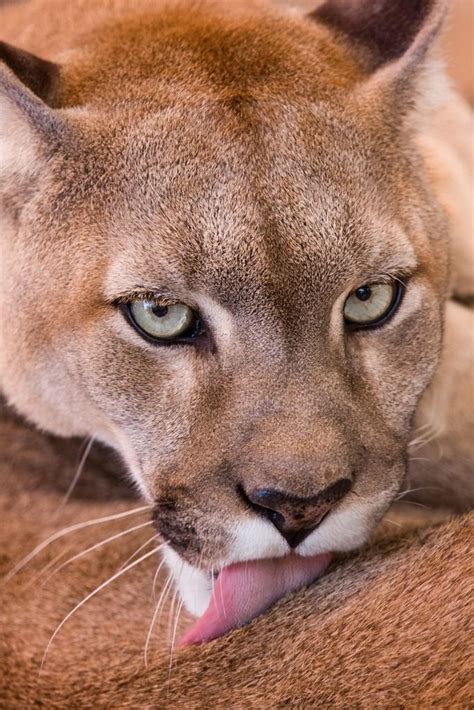 Big Cats Wild Cats — Thecatdogblog Mountain Lion By Kelpie1 Wild