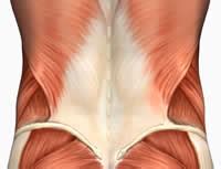 Another key structure in low back pain is the hamstring muscles, the large muscles in the back of the thighs. Erector Spinae Exercise List with Training Notes and a Workout