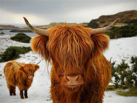 Highland Cattle Scotland Scottish Highland Cow Animals Beautiful