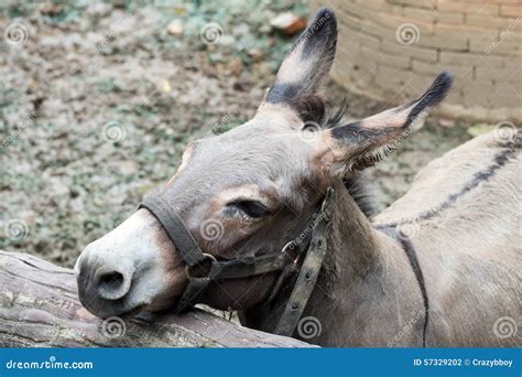Gray Donkey In The Stall Stock Photo Image Of Animal 57329202