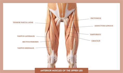 Overview Upperlegs Anterior V Michael Loehr