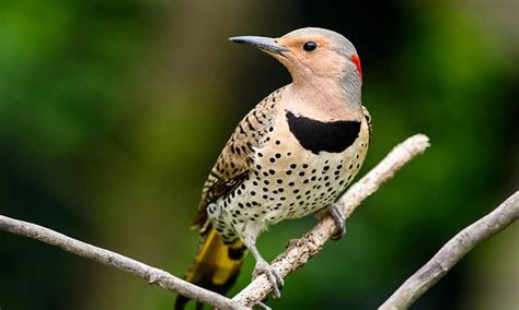 The 9 Woodpeckers Of Wisconsin Pictures Wild Bird Scoop