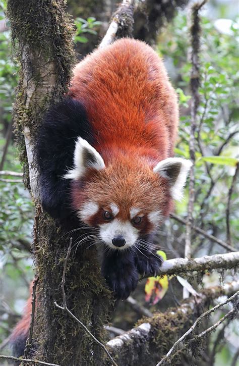 Red Pandas And Tigers India Wildlife Holiday Asia Group