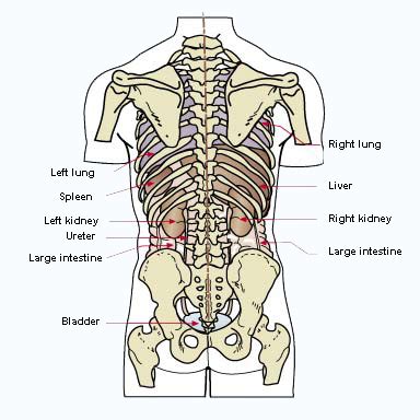 Human anatomy organs side view. Free Human Body Organs, Download Free Human Body Organs ...