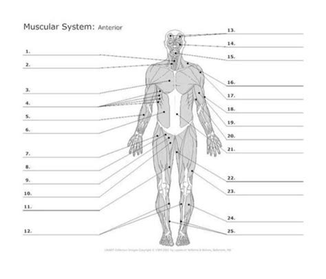 Muscular System Anterior Labeling Aandp 1 Flashcards Quizlet