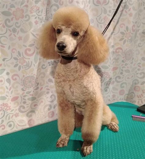 50 Best Poodle Haircuts For Dog Lovers The Paws