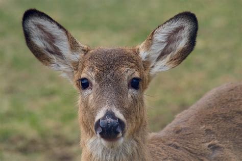 Nature Portrait Animal Cute Deer Face Wildlife 20 Inch By 30 Inch