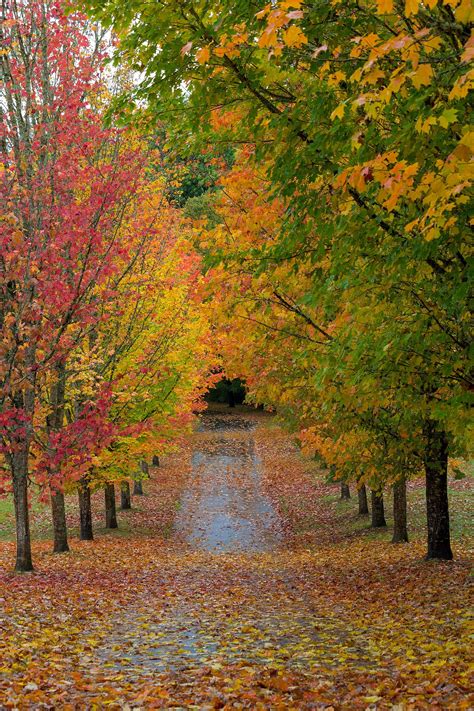 Path Lined With Maple Trees In Fall Season Path In Oregon Lined With