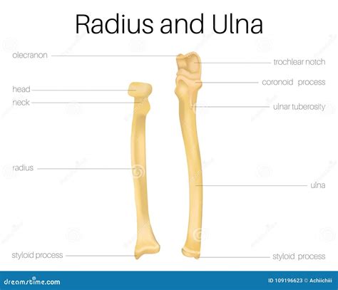 Radius And Ulna Bone Stock Vector Illustration Of Radius 109196623