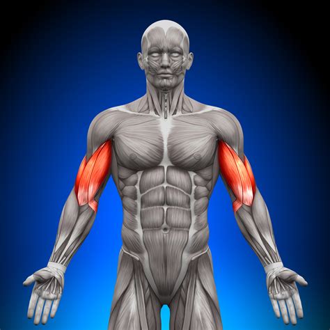 Bicep Muscle Anatomy Diagram