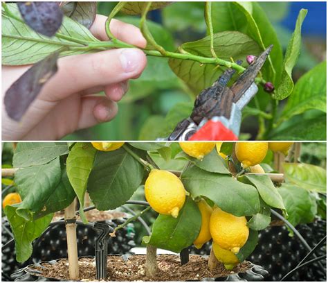 How To Grow A Lemon Tree From Cutting The Plant Guide