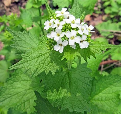 Garlic Mustard Kahikatea Farm Certified Organic Nursery And