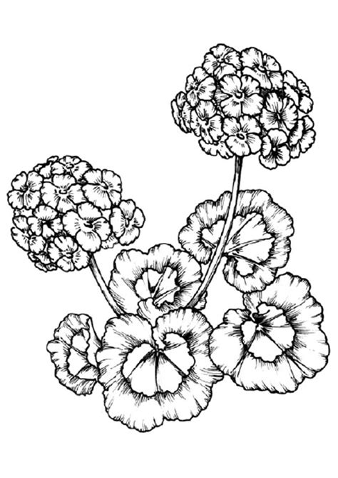 Print and download your favorite coloring pages to color for hours! Geranium coloring pages to download and print for free