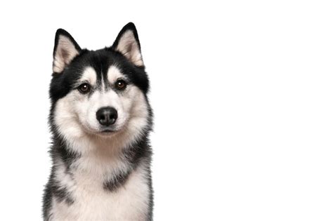 Premium Photo Portrait Of A Siberian Husky Looking At The Camera On A