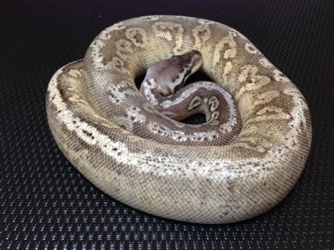 Black Pewter Fader Yellow Belly Morph List World Of Ball Pythons