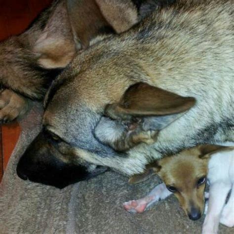 Two Puppies Cuddling Puppies Cuddling Animals