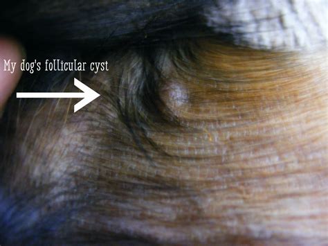 Understanding Sebaceous Cysts In Dogs