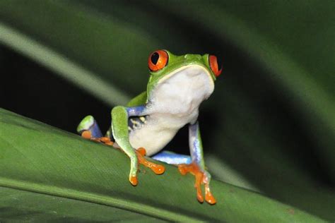 37 Examples Of Amphibians A To Z List And Pictures Fauna Facts