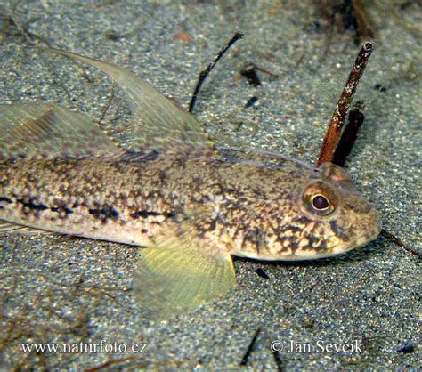 Black Goby Photos Black Goby Images Nature Wildlife Pictures